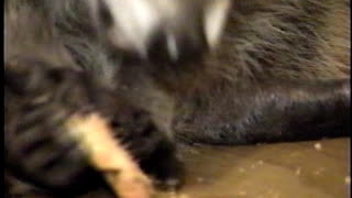 Pet Coon Eating A Cookie