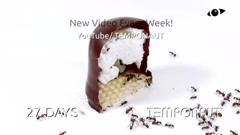 Timelapse Ants vs Marshmallow