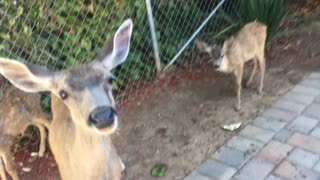 Mama deer kisses