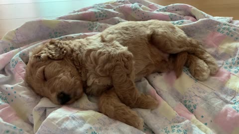 Sleeping puppy, Standard poodle