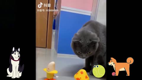 Cat Cute and Funny Pets Video