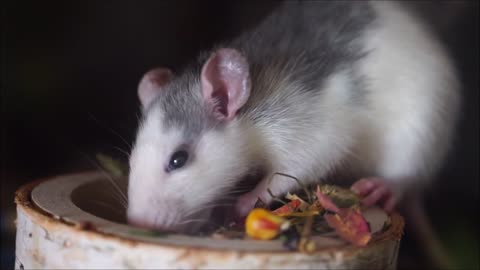 A rat eats food quickly