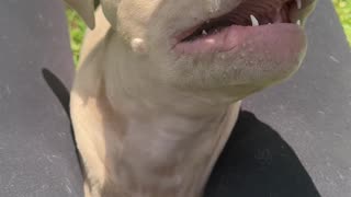 Dog Impersonates a Small Shark