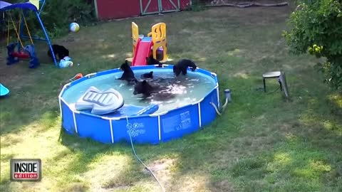 Little Girl Watches A Family of Bears In Her Swimming Pool