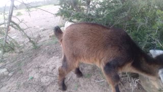 funny small goat eating