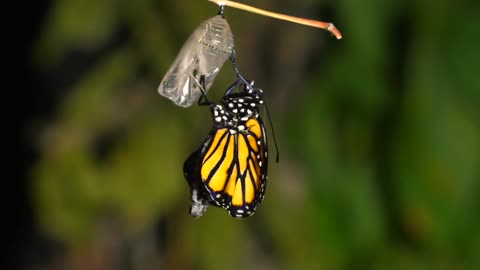 Caterpillar to Butterfly Metamorphosis......