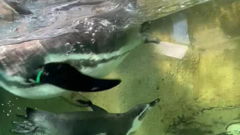 Penguins swim very cool!