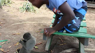Annoyed Monkey Hits Boy For Daring To Pet Him