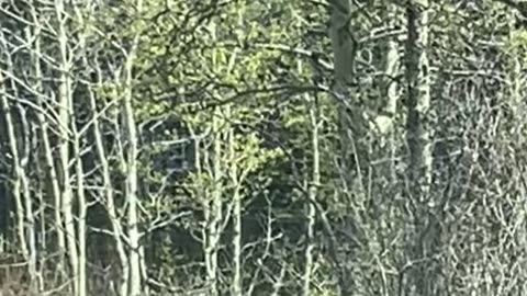 Bear Cubs Cross the Road at Glacier National Park