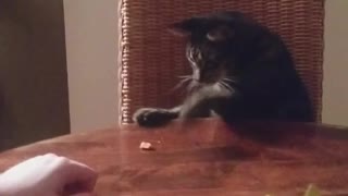 Brown cat paws at treat on wooden table