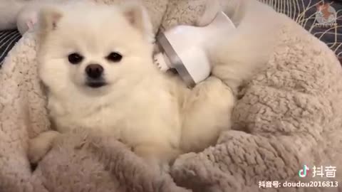 This funny &Cute pets compilation