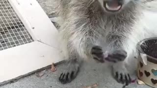 Raccoon munching on some fruit loops