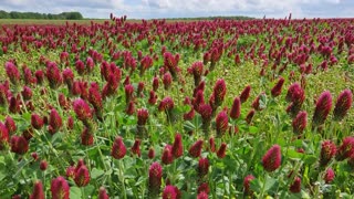 Flower field in the wind