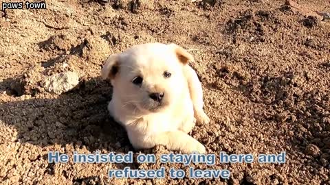 Hardy's story - Wolf howling stray puppy looking for mom was rescued from garbage dump_ Full Video