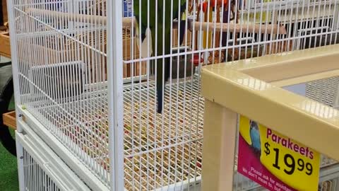Bird Dances In Cage