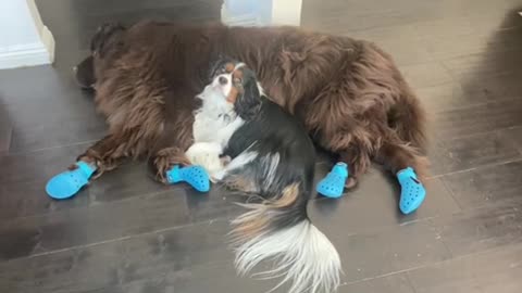 Sleepy Newfoundland shows off new anti-slip shoes