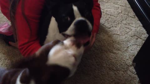 Vocal Boston Terrier makes funny sounds