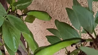 Broad bean first pods on the balcony