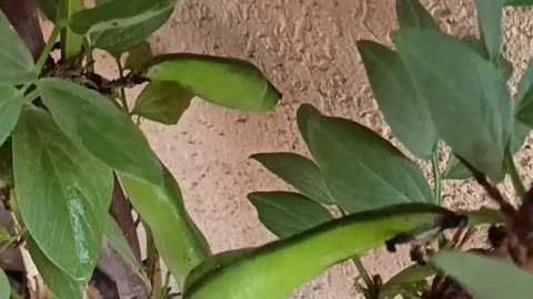 Broad bean first pods on the balcony