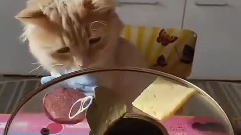 A cat plays the lottery