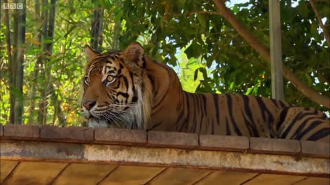 Cubs Meet Adult Tiger for the First Time Tigers About The House BBC Earth