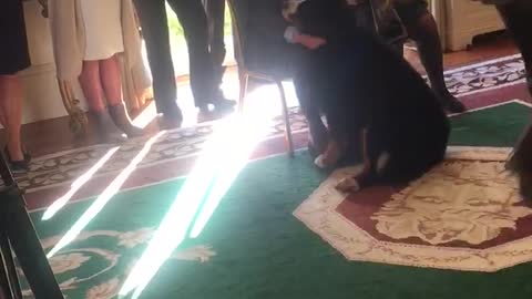 President of Ireland's Dog Steals the Show