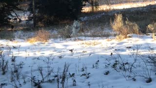 Lucky Man Encounters a Large Wolf Pack