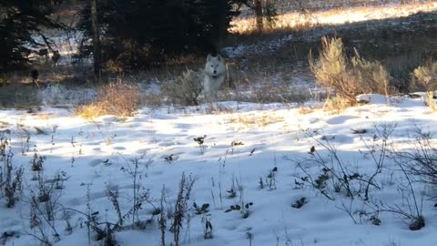 Lucky Man Encounters a Large Wolf Pack
