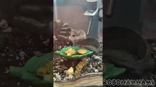 Hamster Compilation | 2022