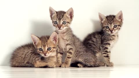 Three Kittens Together