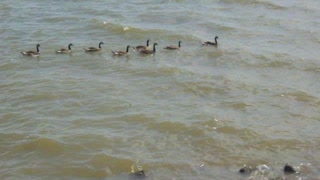 Geese In The James River