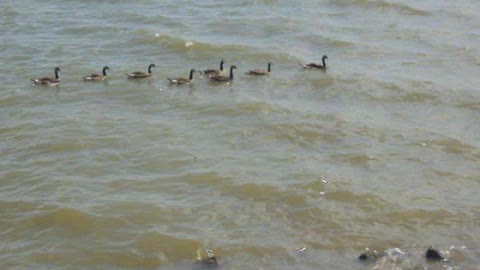Geese In The James River