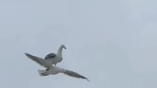 They're always waiting in wings, ready to swoop in. #seagull #Harvestdelivery