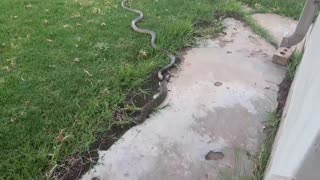 Cobra Bouts with Puff Adder
