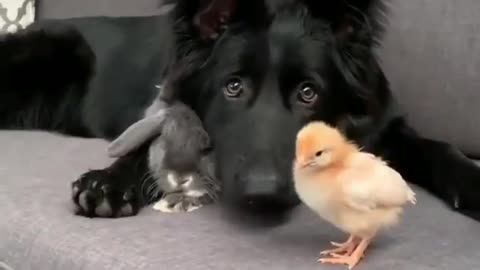 Dog, rabbit and chicken playing around