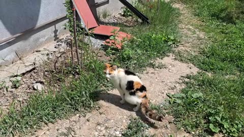 Cats fight. The mother cat keeps the foreign cat away from her kittens.