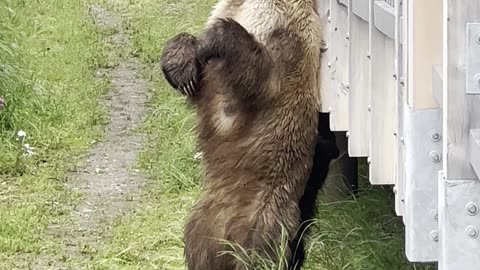Brown Bear Finds the Perfect Back Scratcher