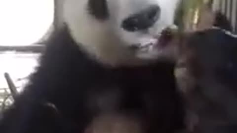 panda eating so cute