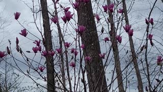 Jane Magnolia tree and Yellow Bell