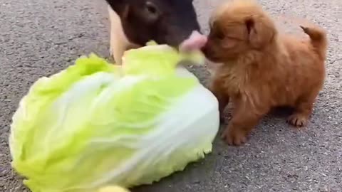 Pig and puppy and duck