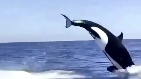 ORCA ATTACKS DOLPHIN