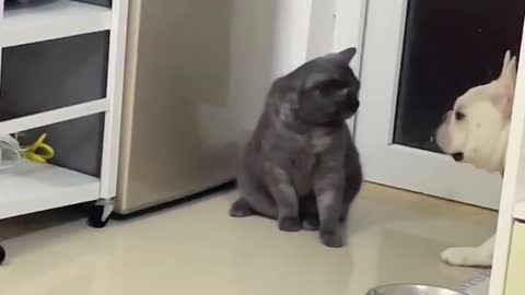 Pug challenges kitten's dignity