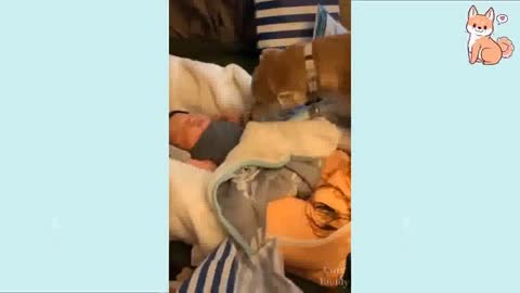 dog covers baby with blanket