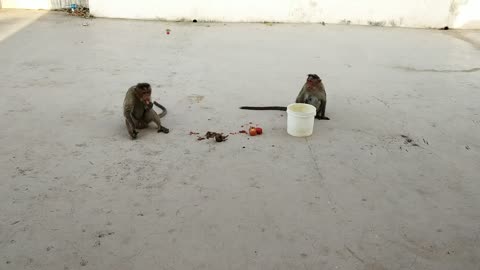 Monkey Eating Food Drink Water Funny Video