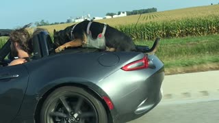 Dog Hanging on to Car
