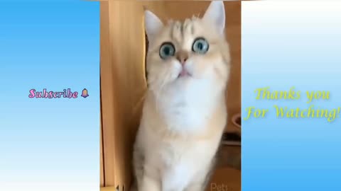 Top funny cats videos 2021