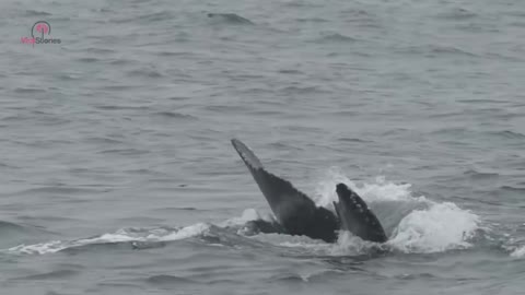 They Came Across A Giant Orca, On Closer Inspection, Something Didn’t Look Right