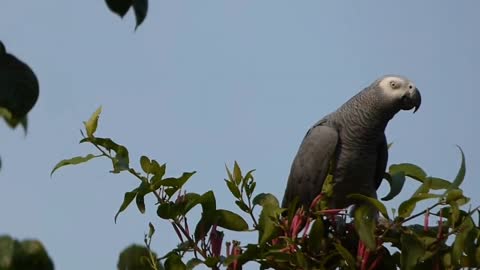 Grey parrot parrot species (07)