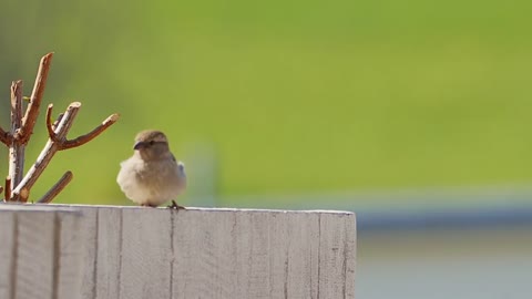 little bird dancing