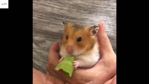 FUNNY AND CUTE HAMSTER COMPETITION 🥺🌈